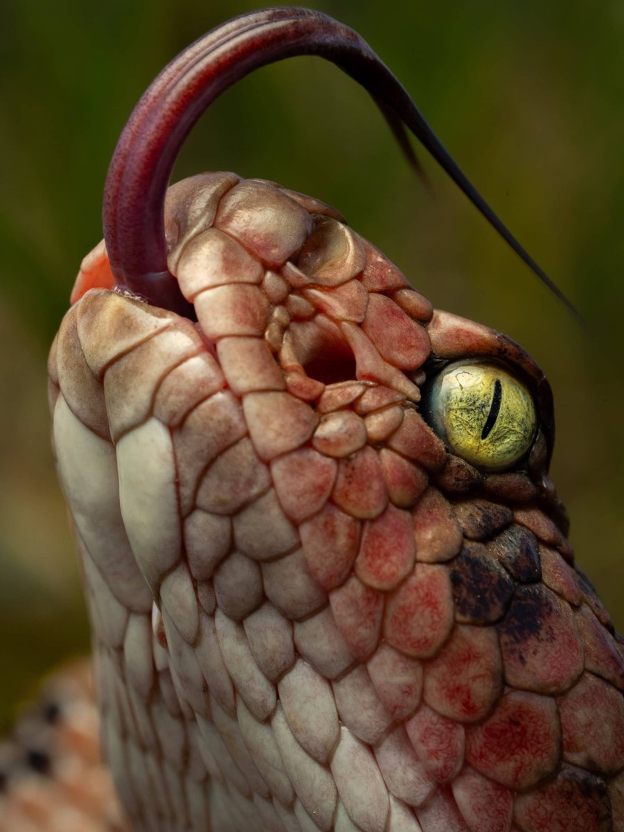 DIAMONDBVCK's tweet photo. viperidae crotalus scutulatus salvini 👍 https://t.co/97xL6BEKZh
