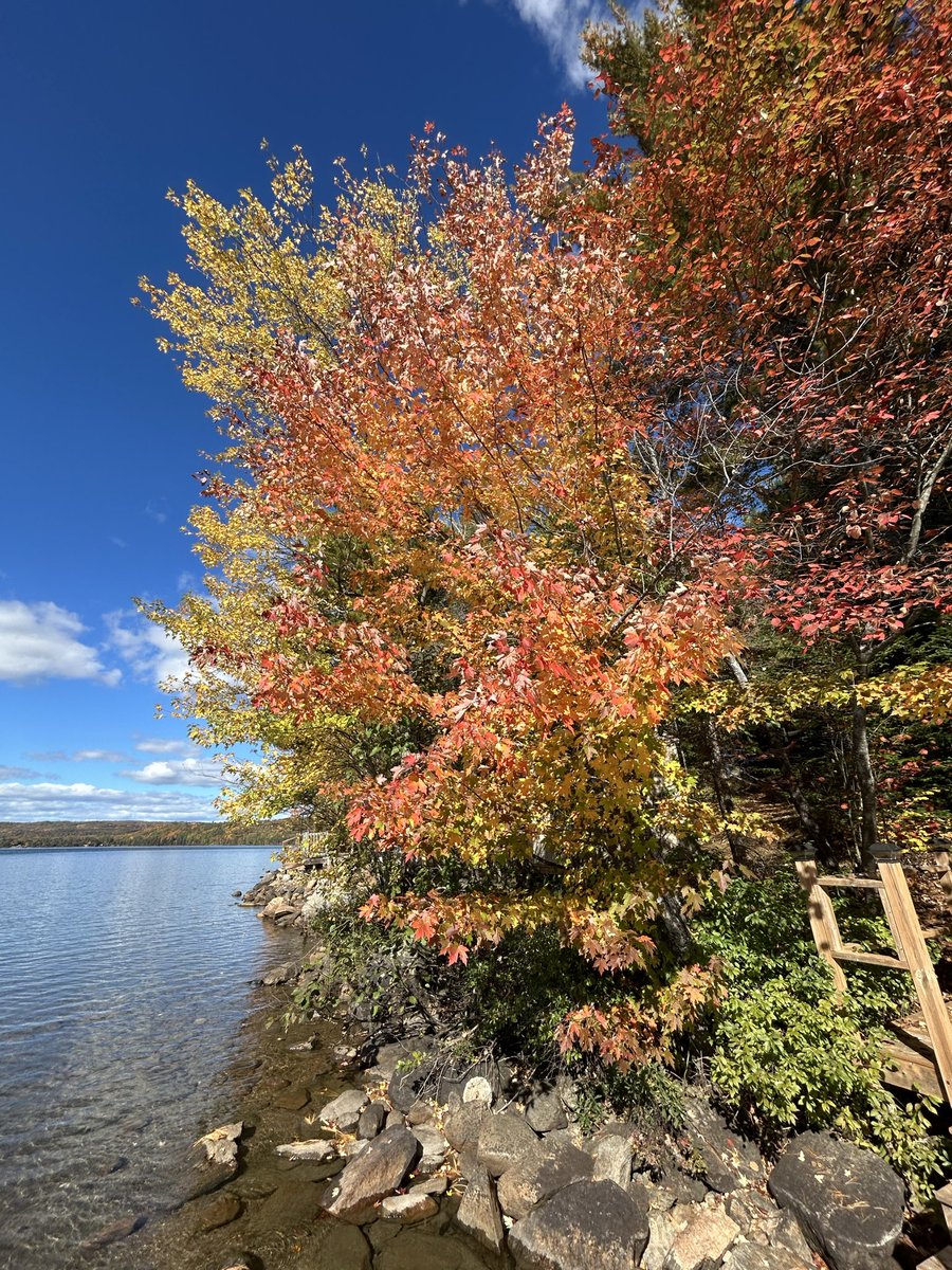 Bunnywithdreams's tweet photo. Beginning of fall at The Warren. The colours are amazing!!! #thewarren #fall #fallcolours #happybunny https://t.co/UapJkUs0DB