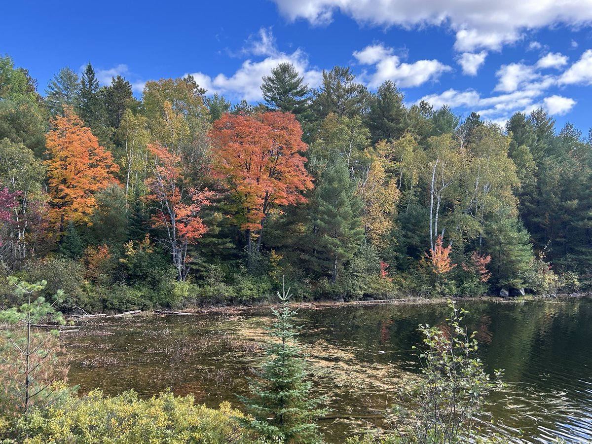 Bunnywithdreams's tweet photo. Beginning of fall at The Warren. The colours are amazing!!! #thewarren #fall #fallcolours #happybunny https://t.co/UapJkUs0DB
