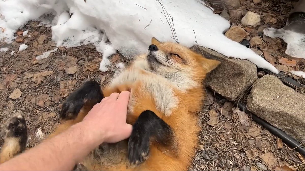 ymmugiwik's tweet photo. Alice the fox on the border of winter and fall.

See ALT for channel link https://t.co/m0x0QctoRk