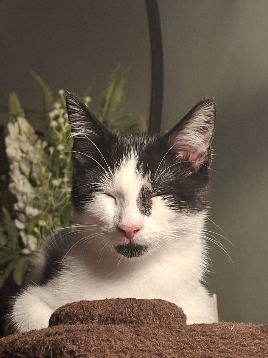 volcanicslover's tweet photo. @midwestprincsss he’s actually just 1 day old😔 https://t.co/DGkpOdk4uf