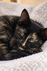 gatos_en's tweet photo. Donatella tiene tres meses de edad, una historia de abandono y un sueño de tener una familia. Para adoptarla escriban a adopcion.gatos.cdmx@gmail.com. https://t.co/Gj3CCi9UTj