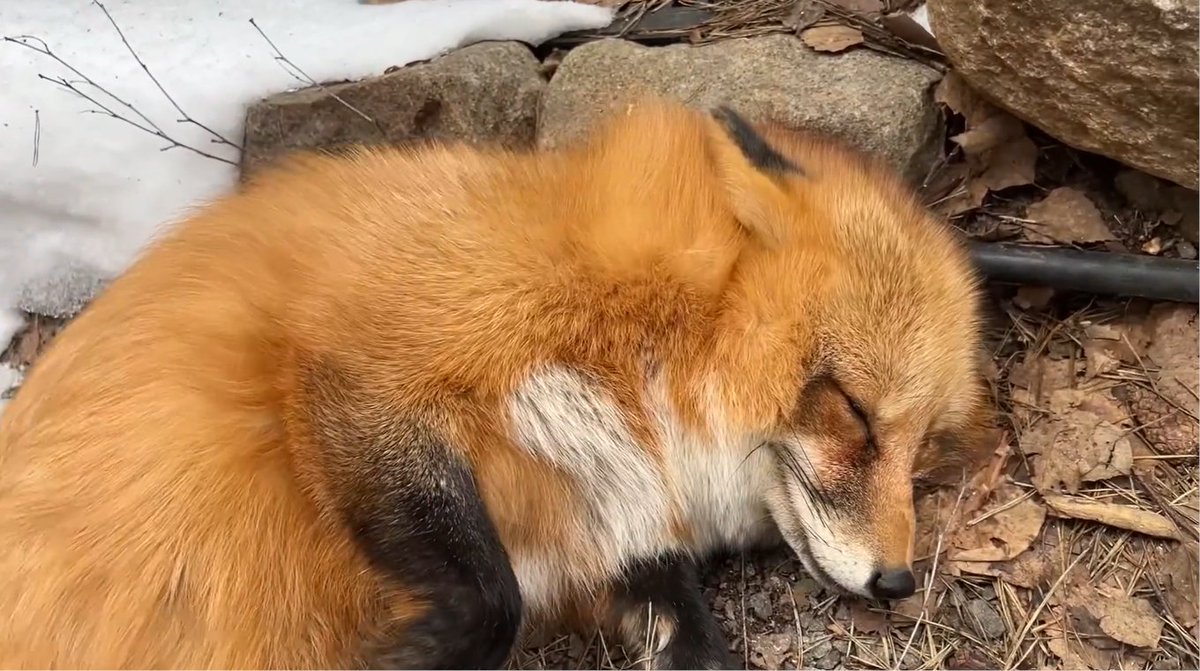 ymmugiwik's tweet photo. Alice the fox on the border of winter and fall.

See ALT for channel link https://t.co/m0x0QctoRk