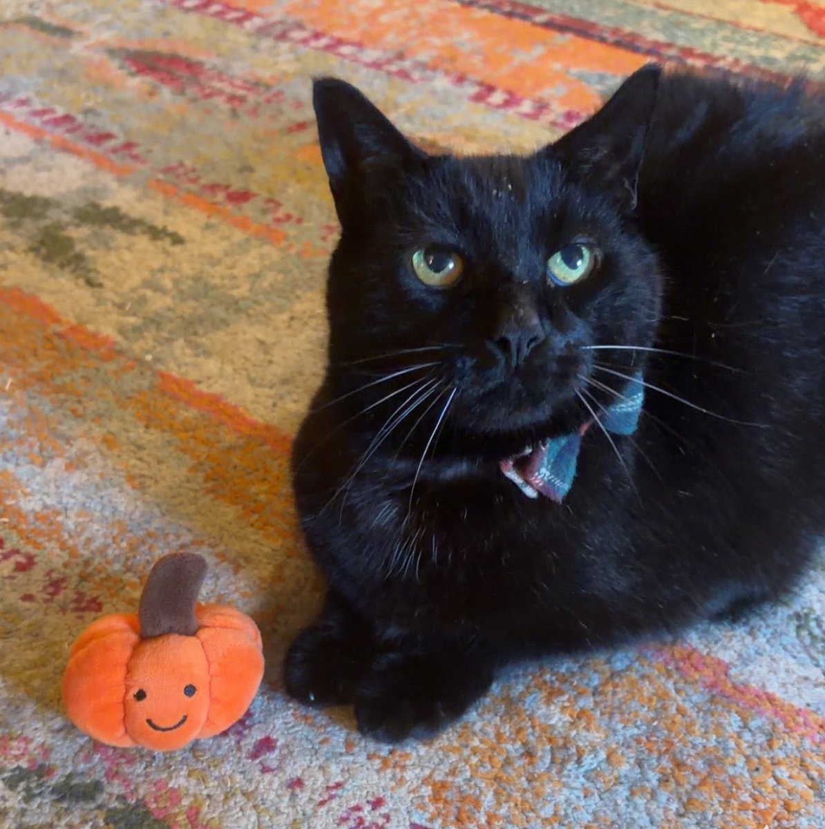 creaturebug's tweet photo. he’s ready https://t.co/Gj4Ae26DWA