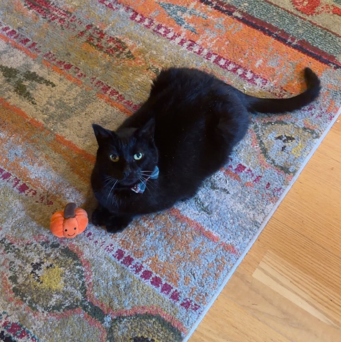 creaturebug's tweet photo. he’s ready https://t.co/Gj4Ae26DWA