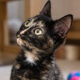 gatos_en's tweet photo. Donatella tiene tres meses de edad, una historia de abandono y un sueño de tener una familia. Para adoptarla escriban a adopcion.gatos.cdmx@gmail.com. https://t.co/Gj3CCi9UTj