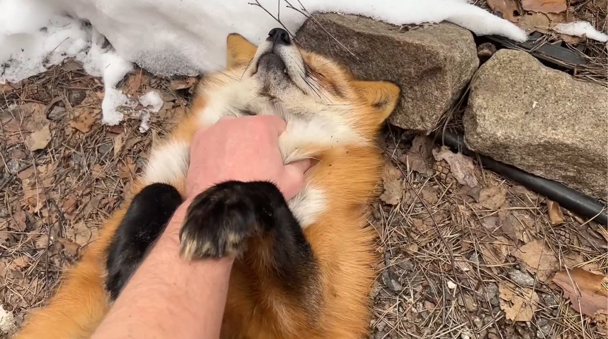 ymmugiwik's tweet photo. Alice the fox on the border of winter and fall.

See ALT for channel link https://t.co/m0x0QctoRk