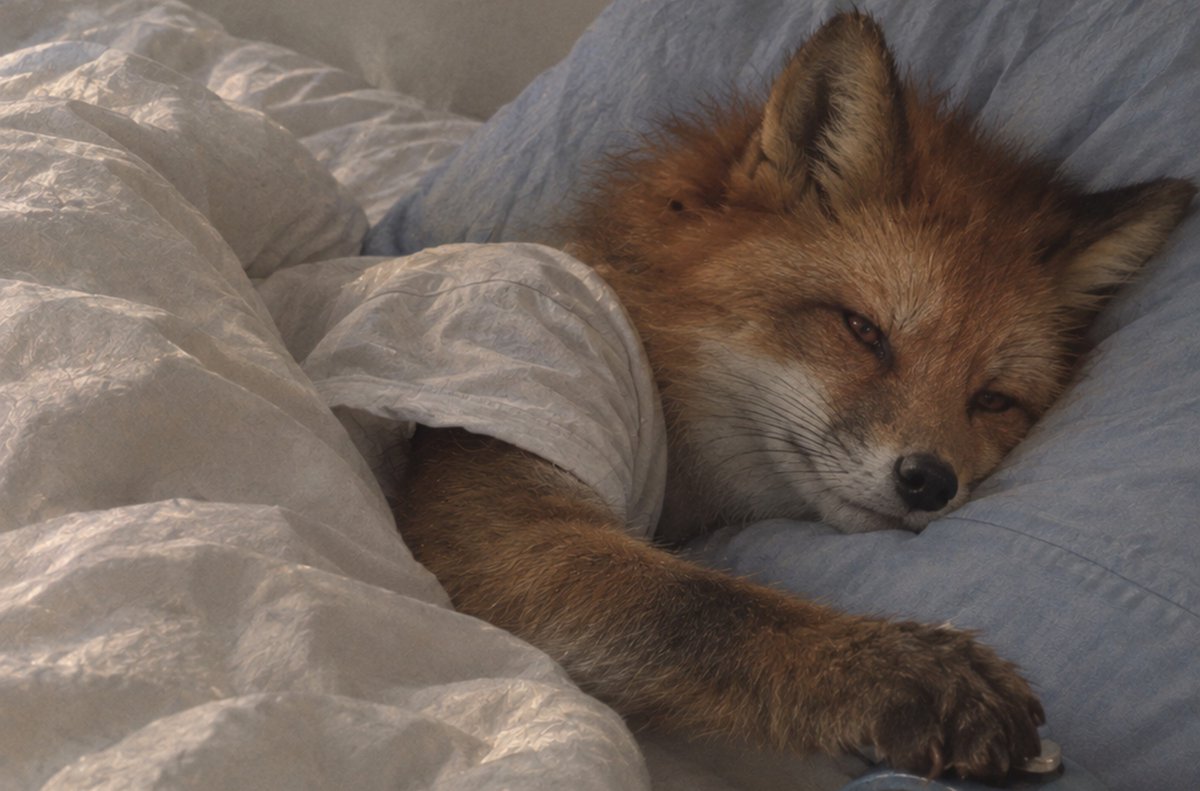 PrinceFoxz's tweet photo. vcs ga? kalo ga gue tidur nih https://t.co/uVI1IZ4Lwo