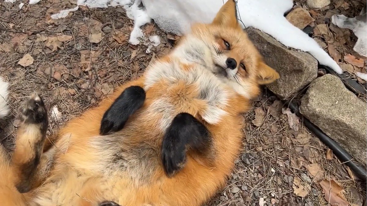 ymmugiwik's tweet photo. Alice the fox on the border of winter and fall.

See ALT for channel link https://t.co/m0x0QctoRk