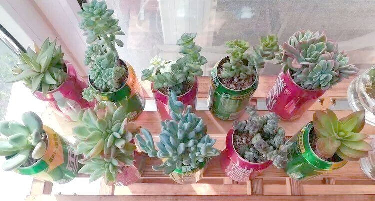 ThoraDownezcb's tweet photo. Transformé una lata vacía de bebida en una linda maceta para mis suculentas. Reciclar es genial! https://t.co/ZpyKiGXKQ8