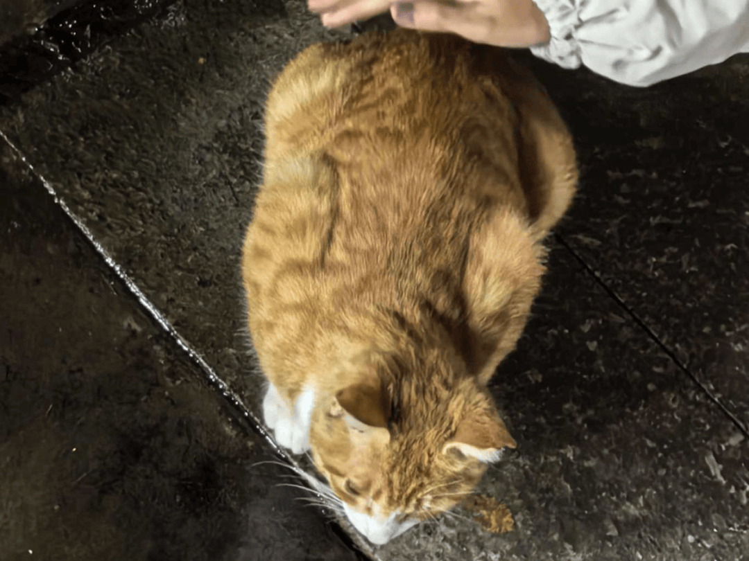 CharlieBarxy's tweet photo. Mi gatito me espera en la puerta cada día después del trabajo, su ronroneo cura todos los cansancios! https://t.co/AHjs2HQj5q