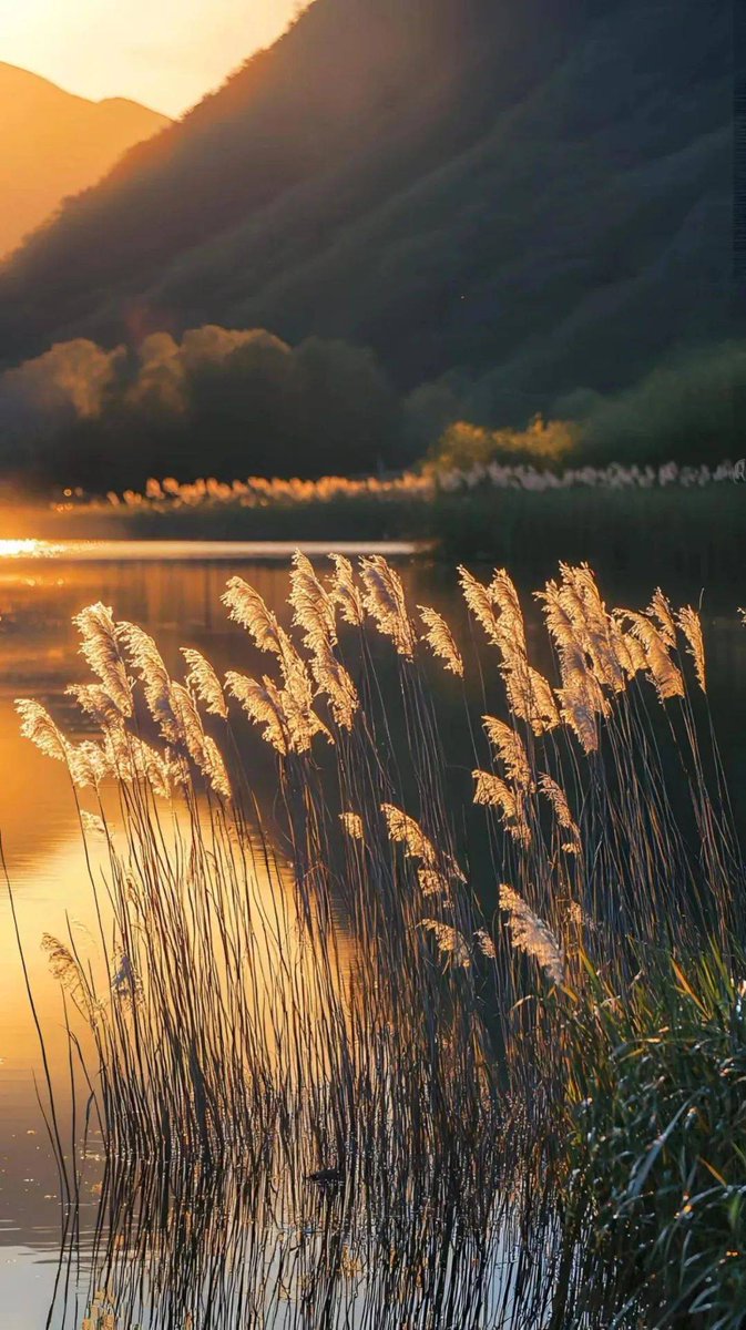 c4fmaiabre6fbl5's tweet photo. [By the lush Phragmites, the gentle glow of the lotus leaf lingers—soft evening vibes that feel like a quiet hug of nature's warmth.]， https://t.co/ebEXeh47T3