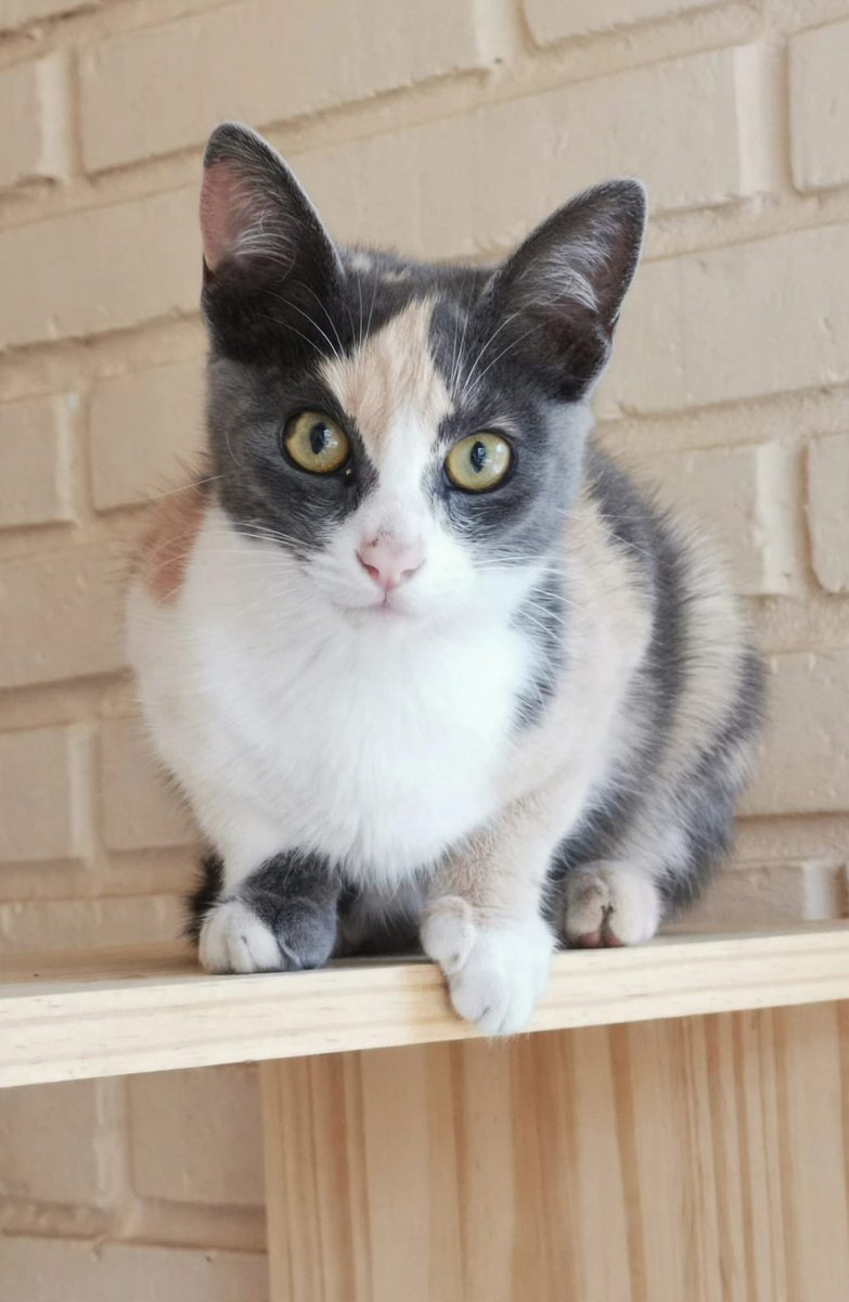 gatos_en's tweet photo. Giorgia, increíble calicó dulce y cariñosa. Para adoptarla escriban a adopcion.gatos.cdmx@gmail.com. https://t.co/cGhTsLuaea