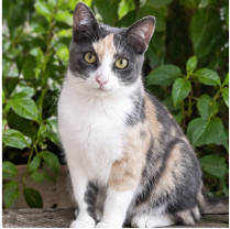 gatos_en's tweet photo. Giorgia, increíble calicó dulce y cariñosa. Para adoptarla escriban a adopcion.gatos.cdmx@gmail.com. https://t.co/cGhTsLuaea