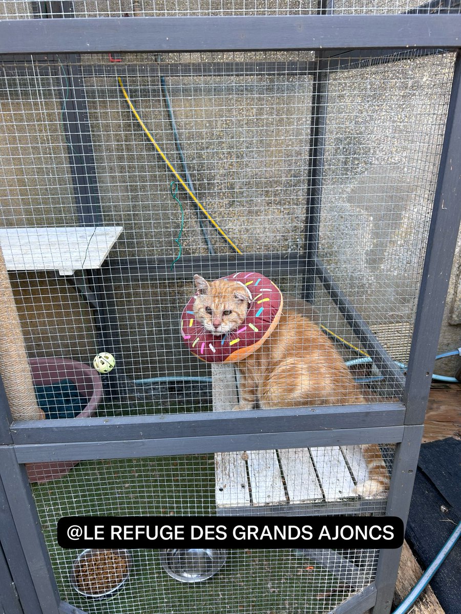 LAjoncs's tweet photo. ♥️PAPYDOUX a pu revenir dans son catio. La plaie n’est pas trop mal, je dois la laisser à l’air libre. Si besoin, il aura de nouveau des points dans une dizaine de jours🥵 https://t.co/z9CWE9FXED