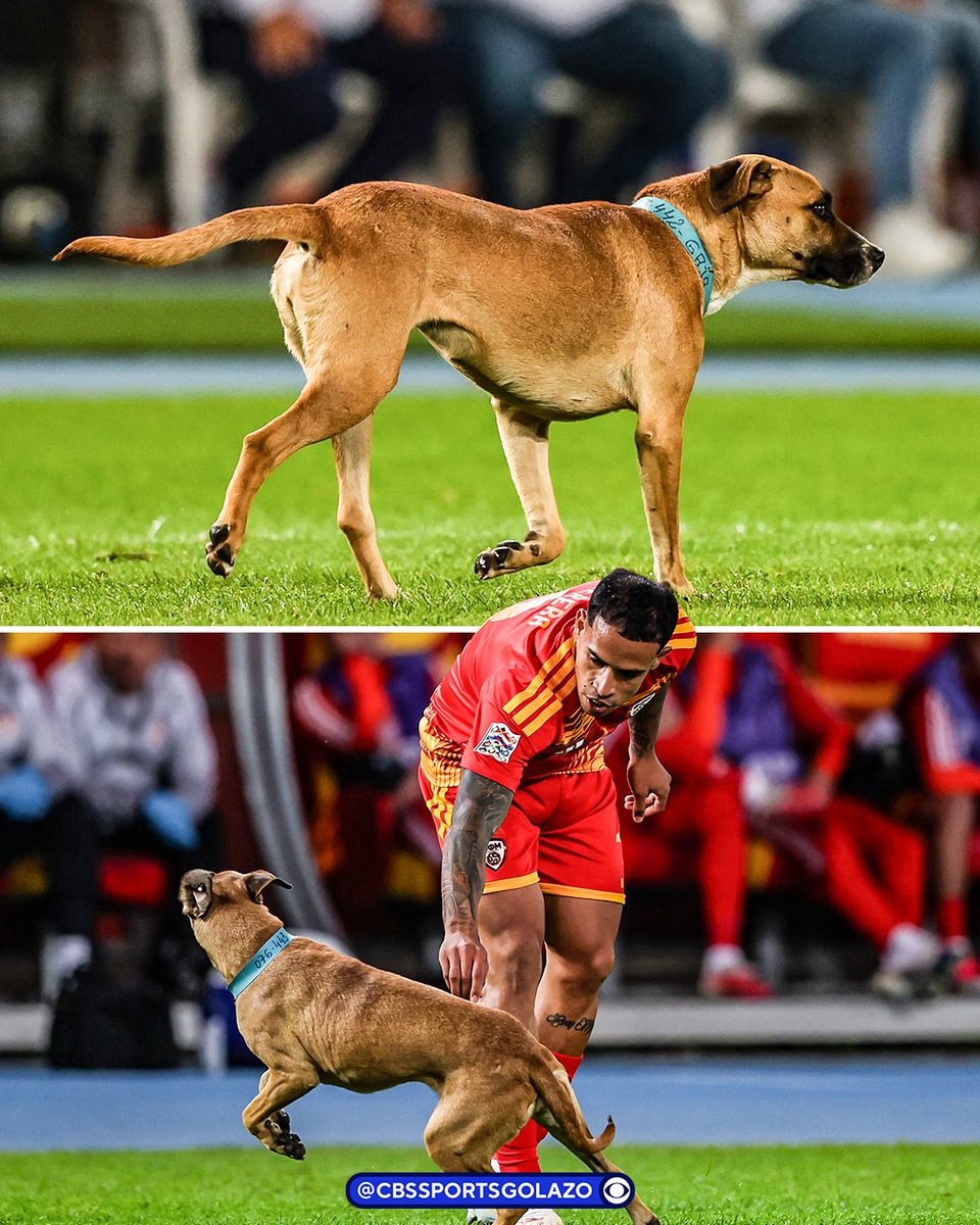 CBSSportsGolazo's tweet photo. Play had to be stopped between North Macedonia and Scotland after a dog invaded the pitch 🐶😅 https://t.co/5JRdpGPegj