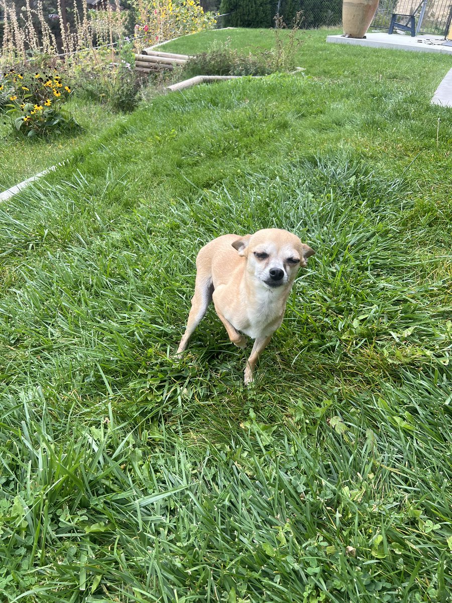 horse_feedbag's tweet photo. Can’t stand this hoe she refuses to pee in the backyard if the grass isn’t cut to her liking https://t.co/rUAlAo8ZVB