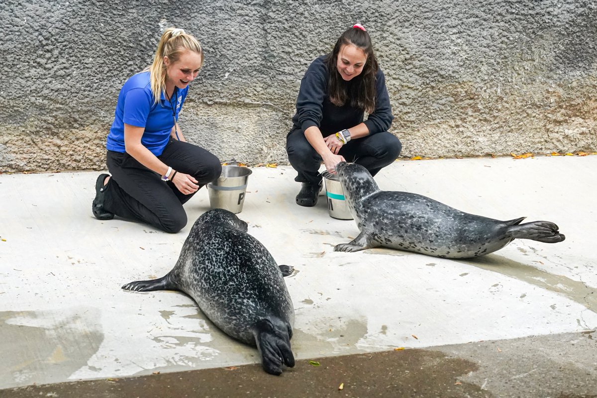 AqNiagara's tweet photo. 🎵 Guess who's back, back again?
Stryker's back, tell a friend 🎵 

Stryker is back on exhibit in Rescue Harbor! https://t.co/rHxYqjnBj4