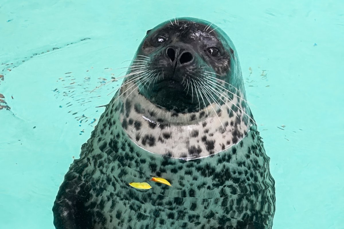 AqNiagara's tweet photo. 🎵 Guess who's back, back again?
Stryker's back, tell a friend 🎵 

Stryker is back on exhibit in Rescue Harbor! https://t.co/rHxYqjnBj4