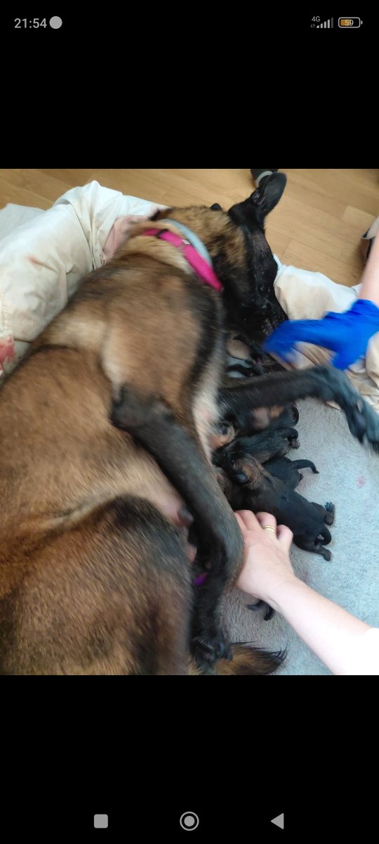 NuevaVidaAdop's tweet photo. 🆘🆘🆘#madrid #URGENTE
Necesitamos #casadeacofida para Rosa y sus 9 bebés cruce #pastorbelgamalinois 
Si puedes ayudarnos a ayudar a esta familia perruna envíanos un correo electrónico a: 
📩  facenuevavida@gmail.com
#acoge #acogida #ayuda #ayudanosacompartir #madrileños https://t.co/hMVj3uYctT