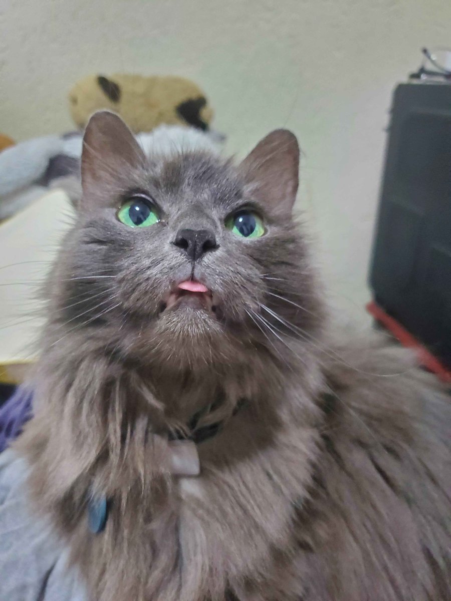 gIowpuppy's tweet photo. my kitty #mykitty https://t.co/28GWfA4RCe