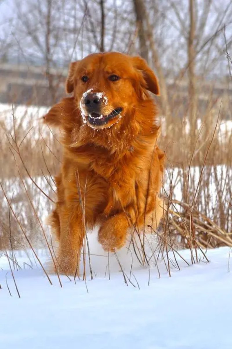 thngjahabury's tweet photo. Hoy, mi pequeo amigo peludo me acompaó en cada paso: risas, cansancio y momentos tranquilos, él hace que cada día sea más dulce. ， https://t.co/XR5iF545IH