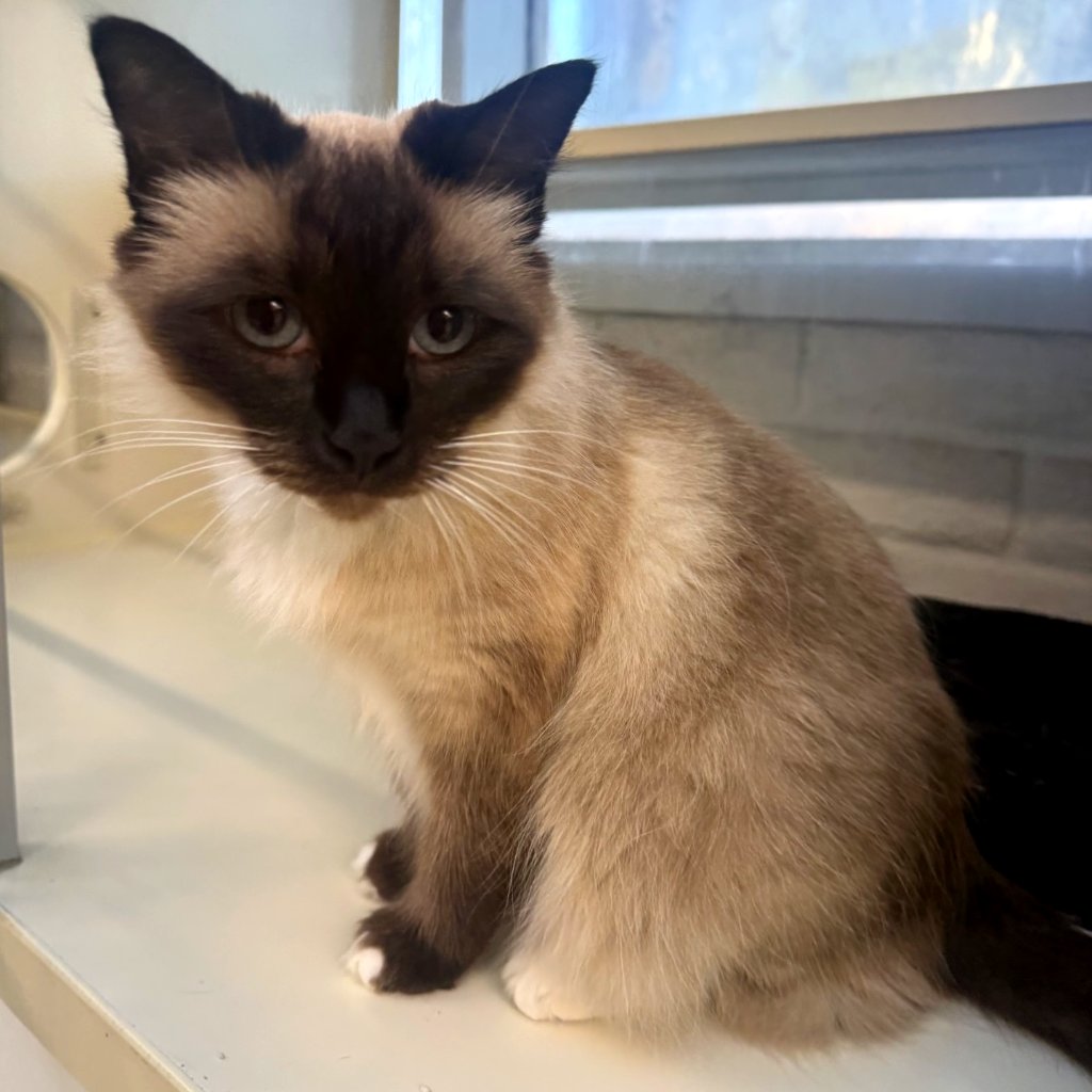 animalkeepersd's tweet photo. Luna is a sweet kitty.
https://t.co/J5c1e16tT8
#catstay #cattery #kitty #catboarding #petboarding #boarding #caturday #luna #sweet #sweetkitty #sweetcat #pets #cats #sd #sdcats #sdpets #sandiego #sandiegocats #sandiegopets #encinitascats #encinitaspets #delmarcats #delmarpets https://t.co/KapFQtFVVy