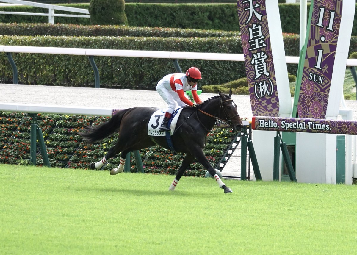 Szhx7's tweet photo. リバティの半弟ダノンダックスくん快勝🐴 https://t.co/JpxOJuUOLd