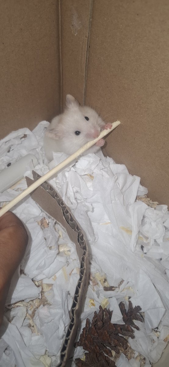 IntanAmeli11643's tweet photo. gue sekarang punya hamsterrr https://t.co/0j0LlfN2DJ
