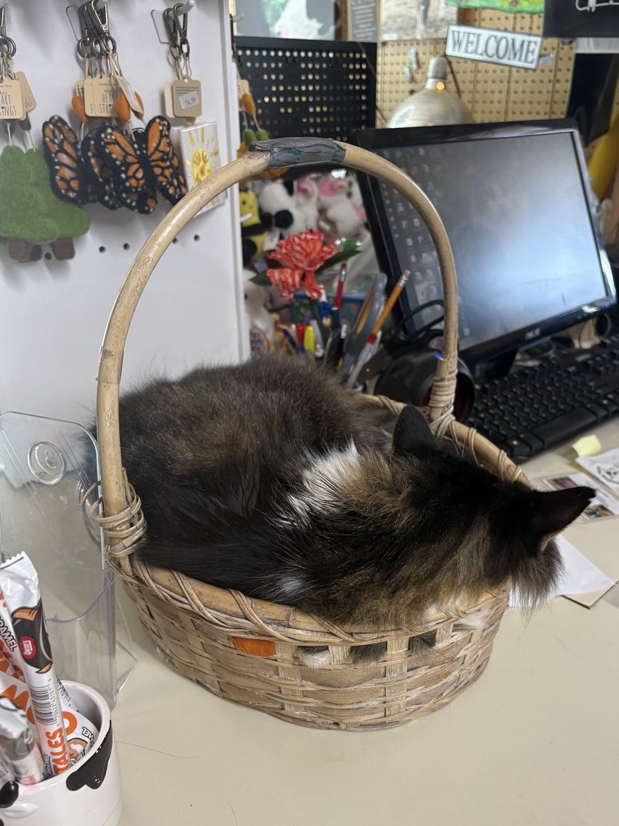 likeinharmony's tweet photo. cat in basket https://t.co/EbjdzyqEwo