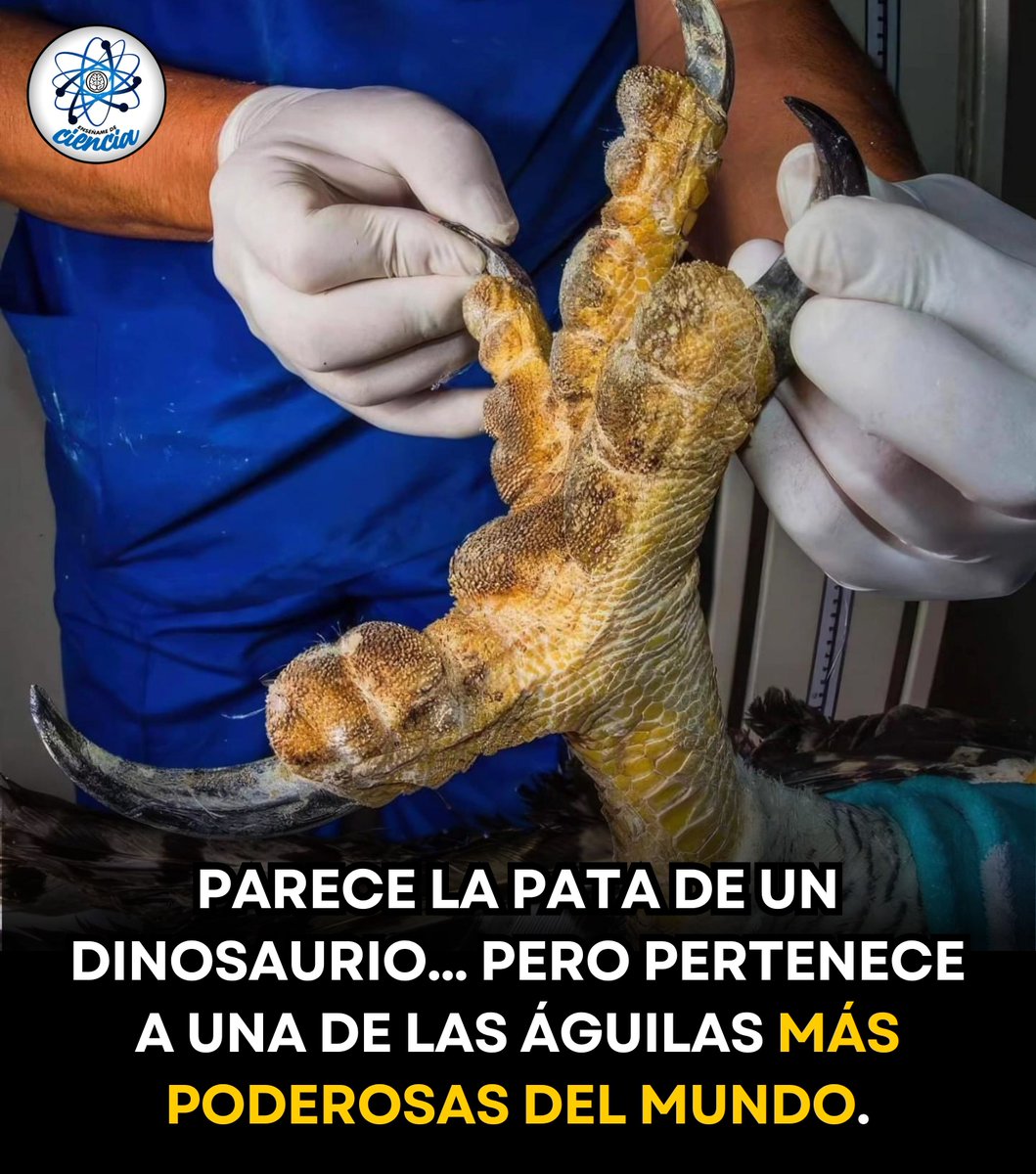 EnsedeCiencia's tweet photo. Las aves son los descendientes vivos de los dinosaurios, y sus poderosas patas son una muestra impresionante de ese legado evolutivo.

Especies como el águila harpía, considerada una de las rapaces más poderosas del planeta, poseen garras que pueden alcanzar aproximadamente 13 centímetros de longitud, comparables en tamaño con las de algunos grandes osos.

Su musculatura y sus resistentes tendones les permiten sujetar con enorme fuerza a sus presas, entre las que se encuentran monos y perezosos.

Una extraordinaria muestra de cómo millones de años de evolución han dado forma a algunos de los depredadores más impresionantes de la naturaleza. 🌎