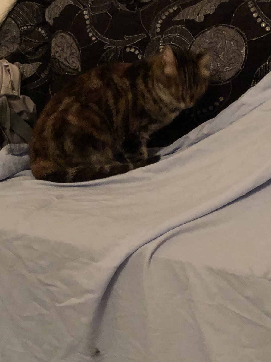 Bettyybeg's tweet photo. Dağ evine gideyim biraz kafa dinlerim dedim ama bu deli sağolsun uyku falan bırakmadı.Cama gelip vuruyor içeriye girene kadar bağırıyor ben gidince napıcaksın acaba🥺  inş işemez ya annem öldürür beni çünkü. https://t.co/JkG63jhPuG