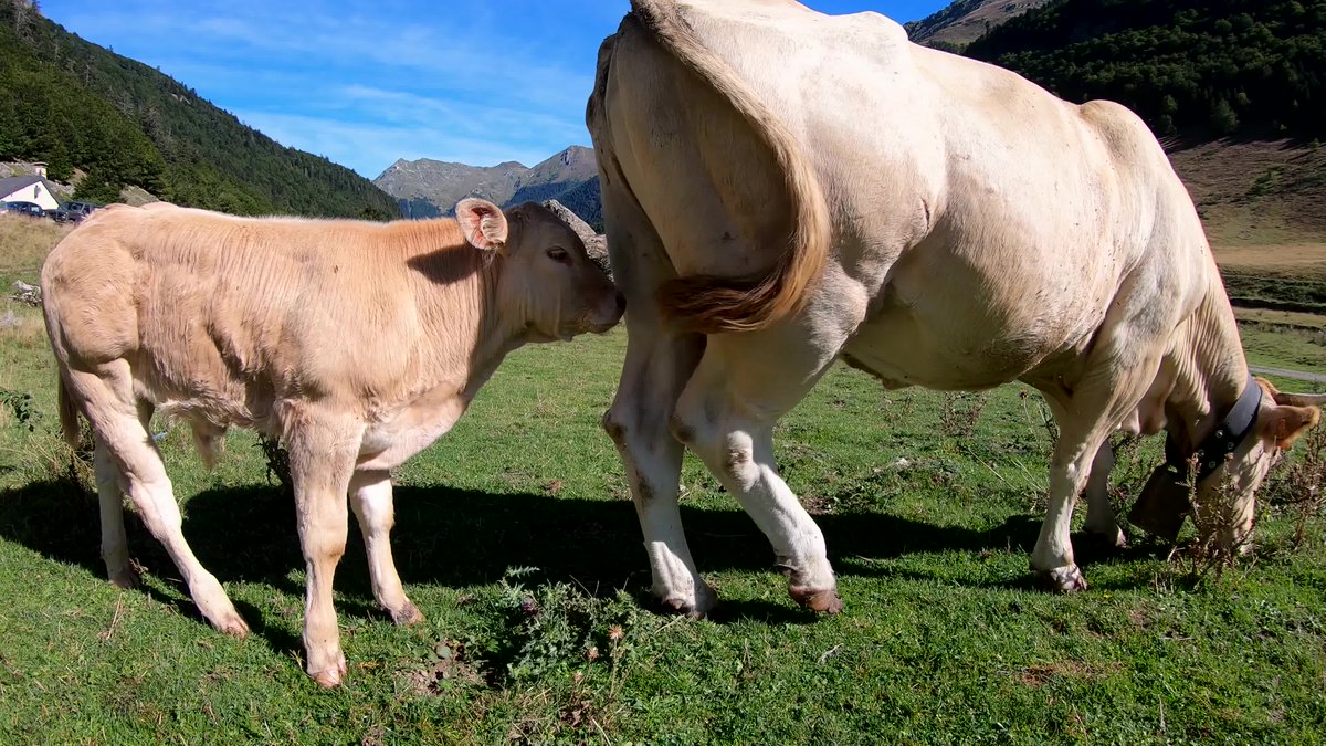 VortexWandt5my's tweet photo. [This calf mom choked, haha, we’ve all had those chaotic days!]， https://t.co/We3Eoqk05Z