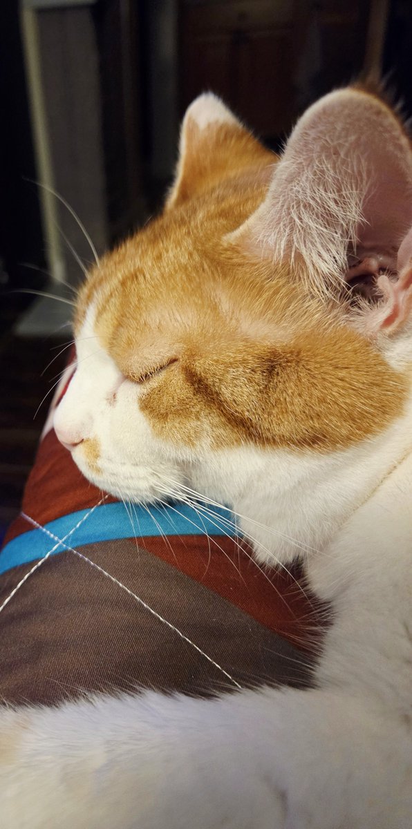 Cyclerosis's tweet photo. @greta Big Head Red loves a comfortable lap. https://t.co/Ogbj3ndzHO