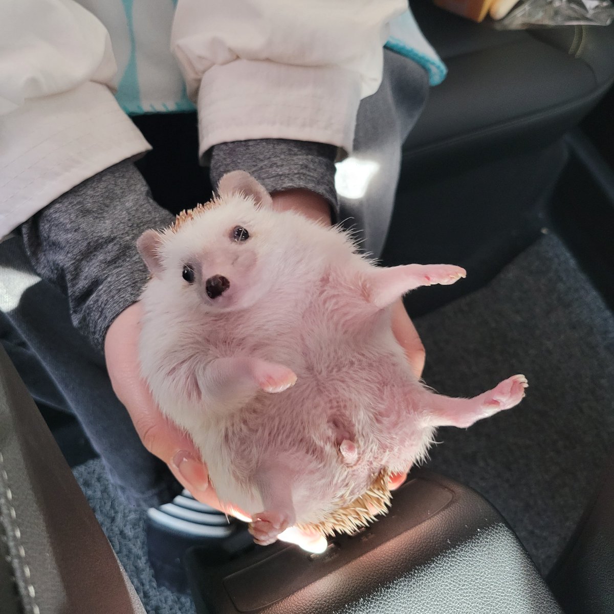 cabhedgehog's tweet photo. 날 놔라 이 나뿐 인간!!!! https://t.co/CXkzg5CBCv