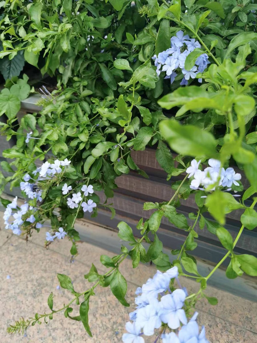 SnarlSparkivd2's tweet photo. [Freshly split blue seeds show a unique cool blue hue that’s super eye-catching!]， https://t.co/wH4HsewVKo