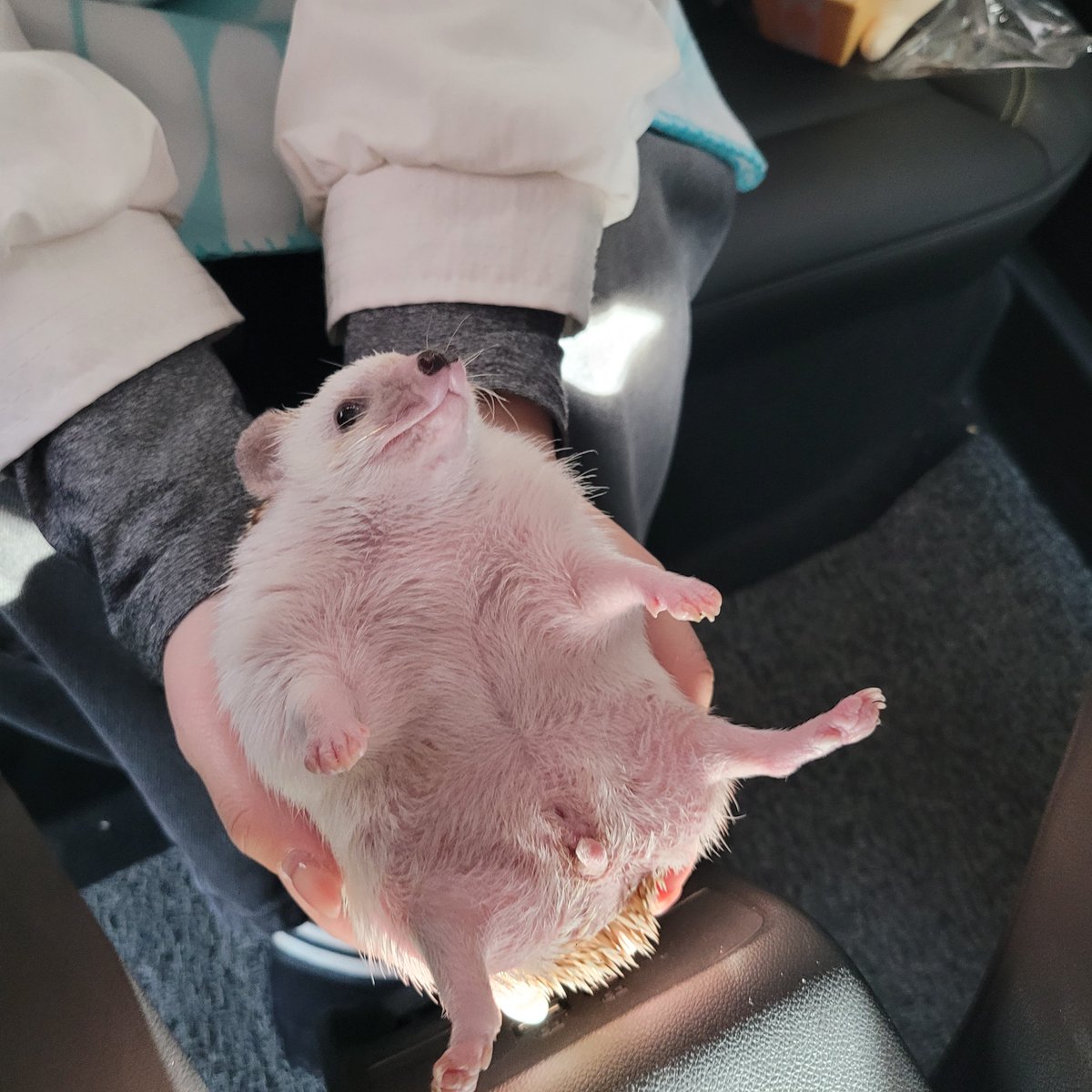 cabhedgehog's tweet photo. 날 놔라 이 나뿐 인간!!!! https://t.co/CXkzg5CBCv