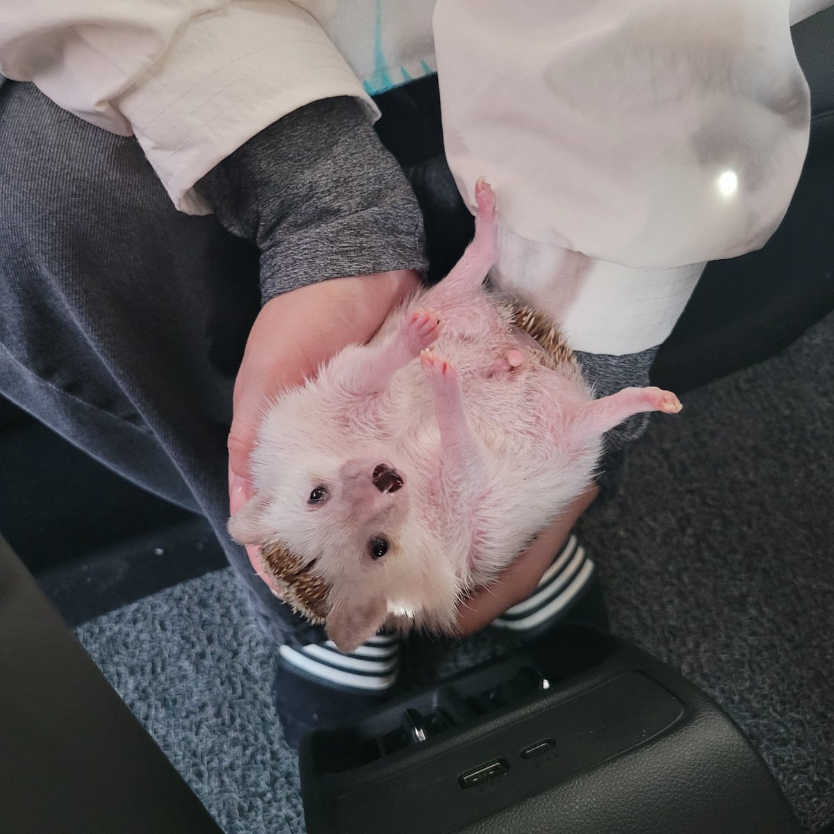 cabhedgehog's tweet photo. 날 놔라 이 나뿐 인간!!!! https://t.co/CXkzg5CBCv
