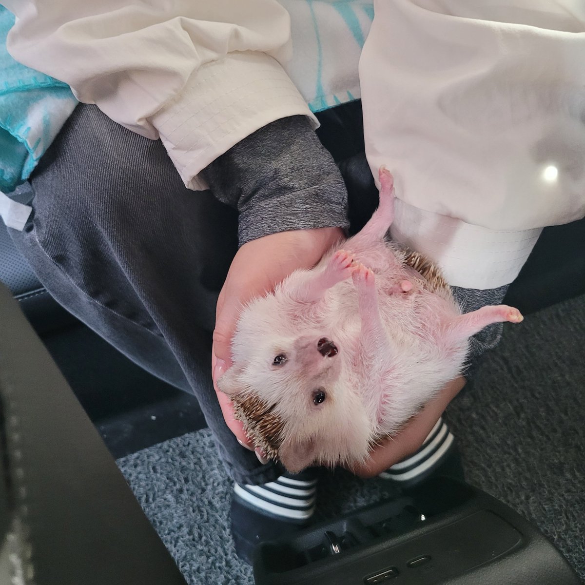 cabhedgehog's tweet photo. 날 놔라 이 나뿐 인간!!!! https://t.co/CXkzg5CBCv