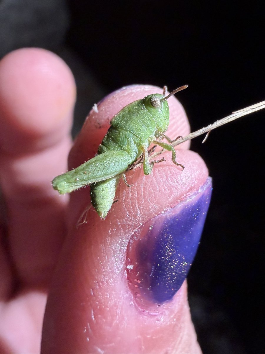 slug_120's tweet photo. Green bugs 🐛 #bugtwt #grasshopper #stinkbug https://t.co/bm96A8ioi2