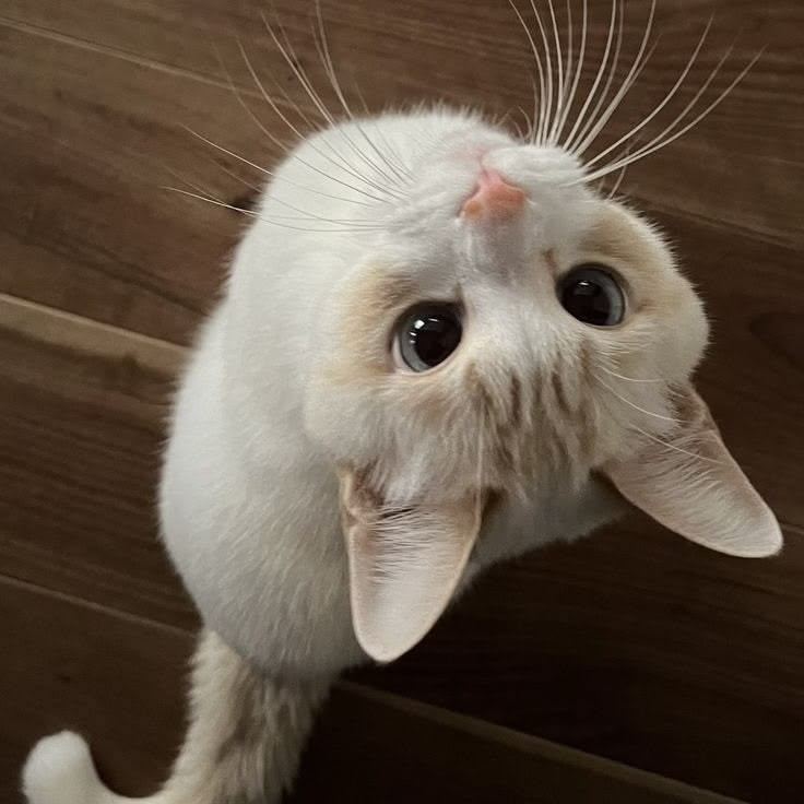 cutedreamvibes's tweet photo. https://t.co/6hwWLS9IFa