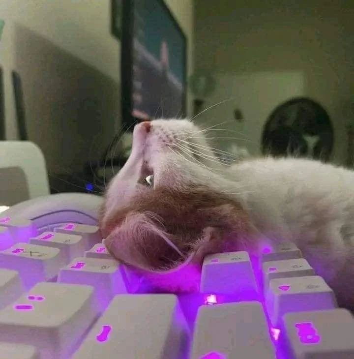 PunchingCat's tweet photo. https://t.co/ZakaxJZiaa