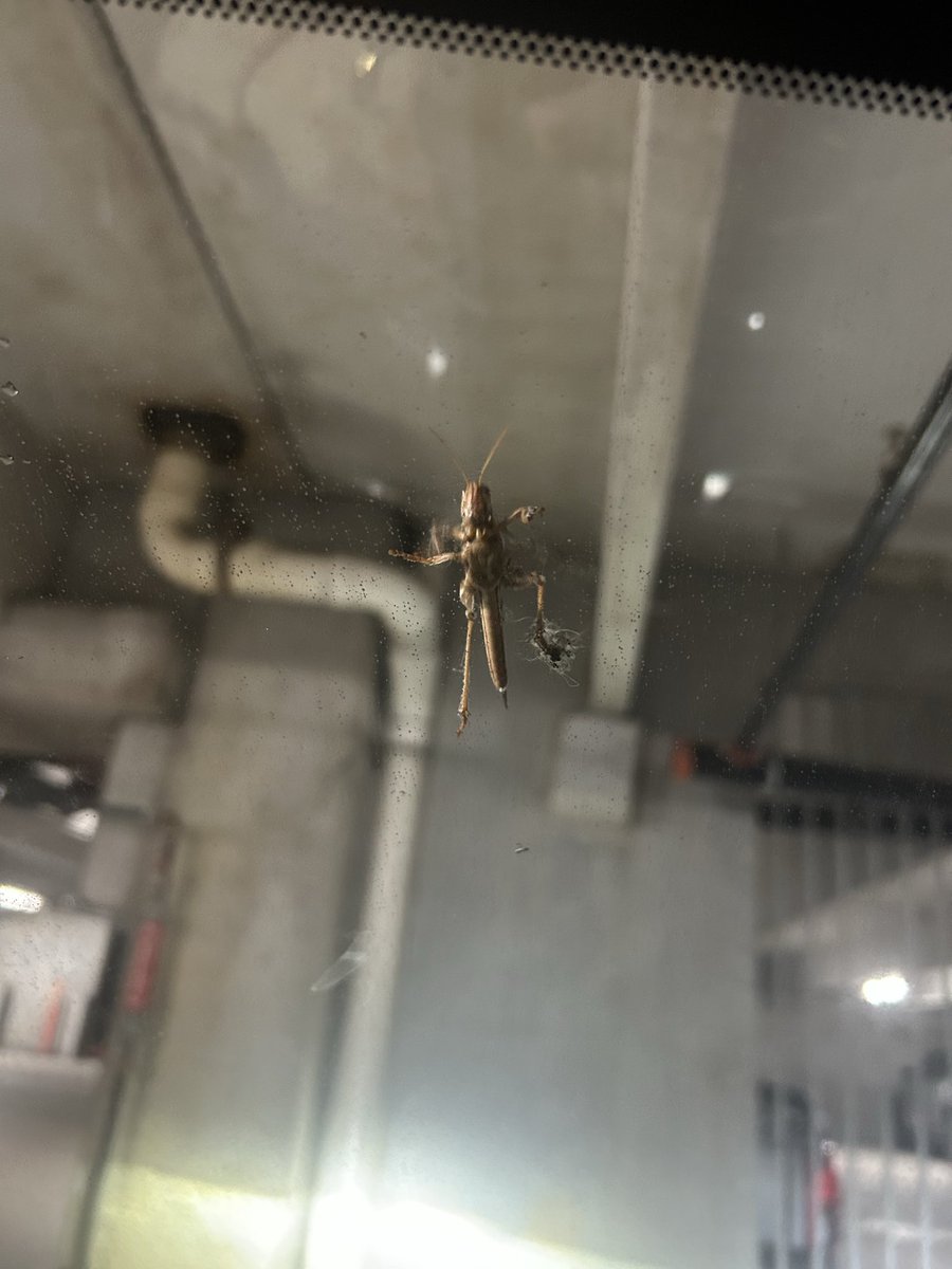 jenjenridgeway's tweet photo. Almost crashed my car when this fucker landed holy shit https://t.co/WsRtXWEPjd