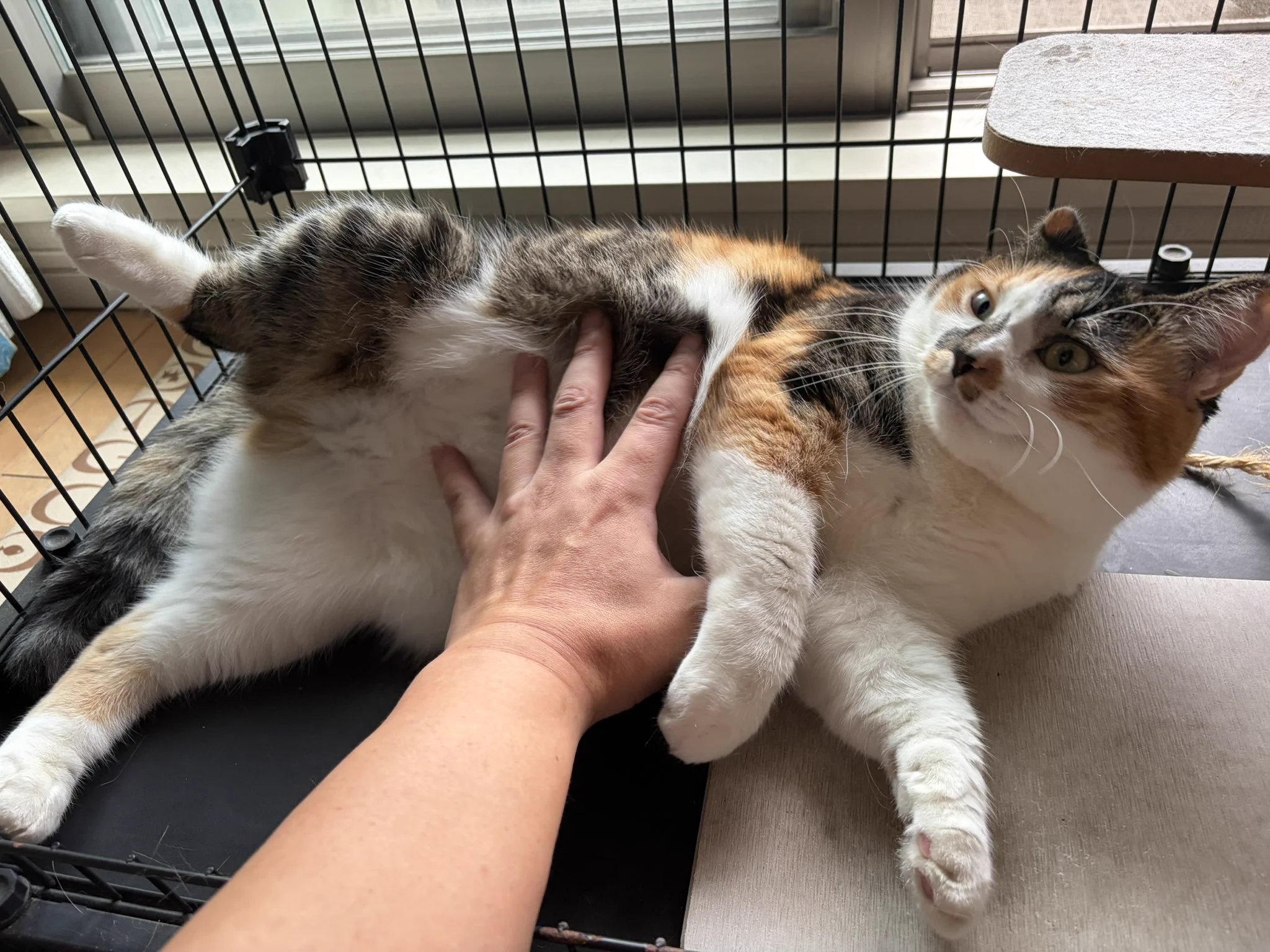 じゃむ猫 on X: 