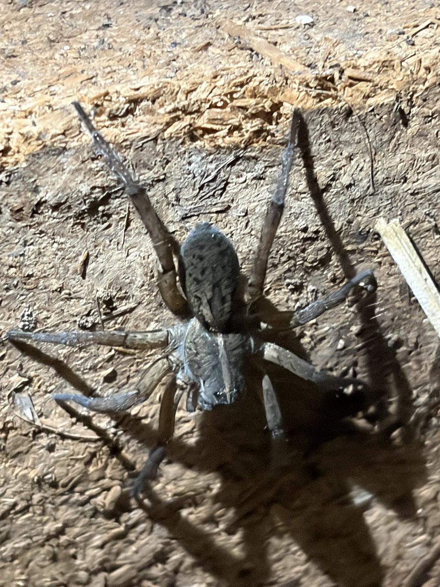 slug_120's tweet photo. Wolf spiders 🕷️🕷️🕷️ #bugtwt #arachnids #spider https://t.co/4T5PGpad1V