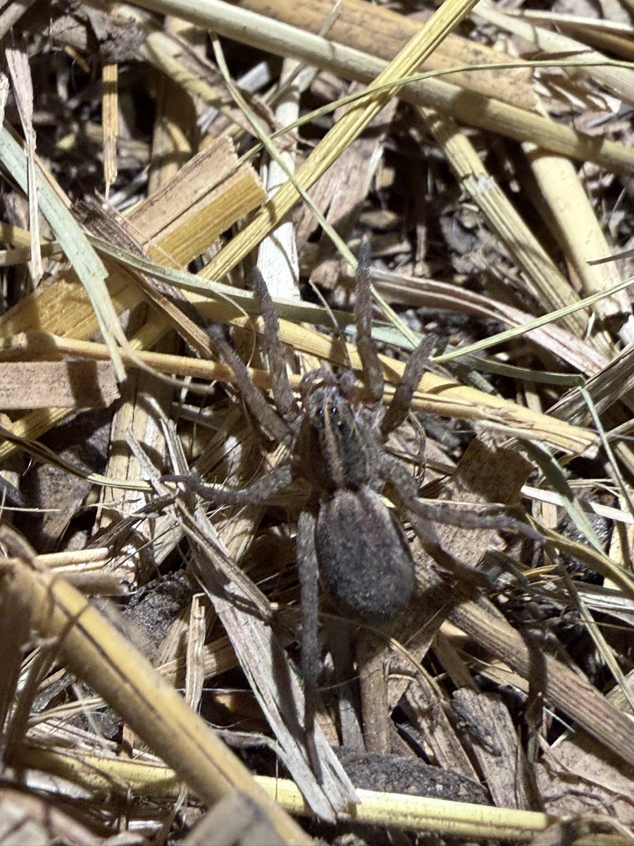 slug_120's tweet photo. Wolf spiders 🕷️🕷️🕷️ #bugtwt #arachnids #spider https://t.co/4T5PGpad1V