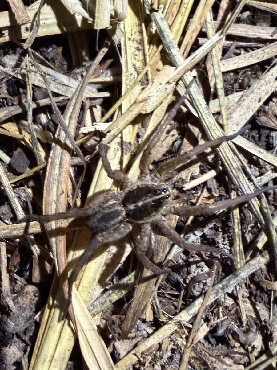 slug_120's tweet photo. Wolf spiders 🕷️🕷️🕷️ #bugtwt #arachnids #spider https://t.co/4T5PGpad1V