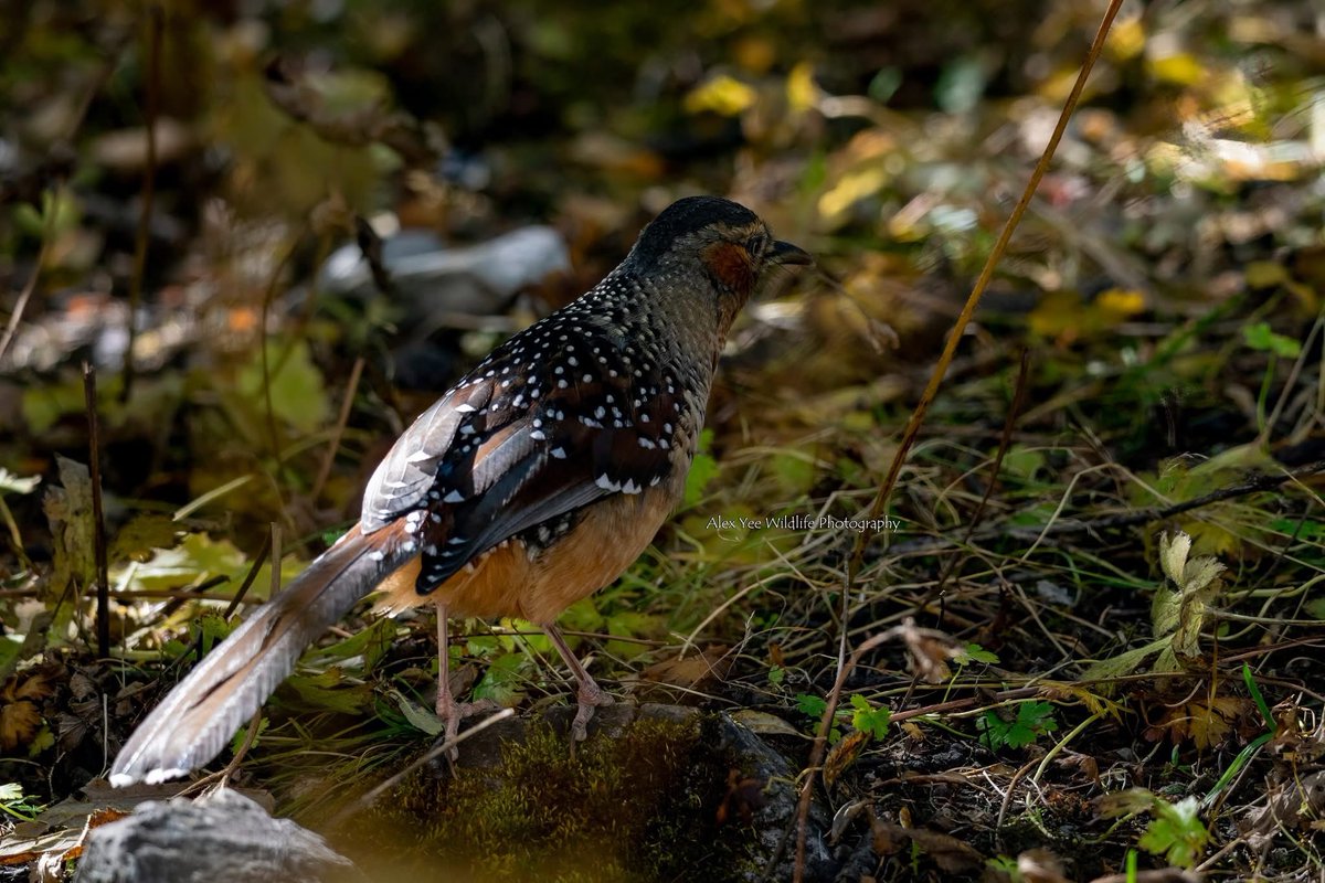 AlexBaling's tweet photo. Giant Laughingthrush
Yading Daocheng Scenic Area, China
Oct 2025
Sony A9+400800G

#birdwatching #birdphotography #BirdTwitter #BirdsSeenIn2025 #wildlife #china #yunnanbirds #chinabirds  #chinawildlife https://t.co/aUgVjBK4m6