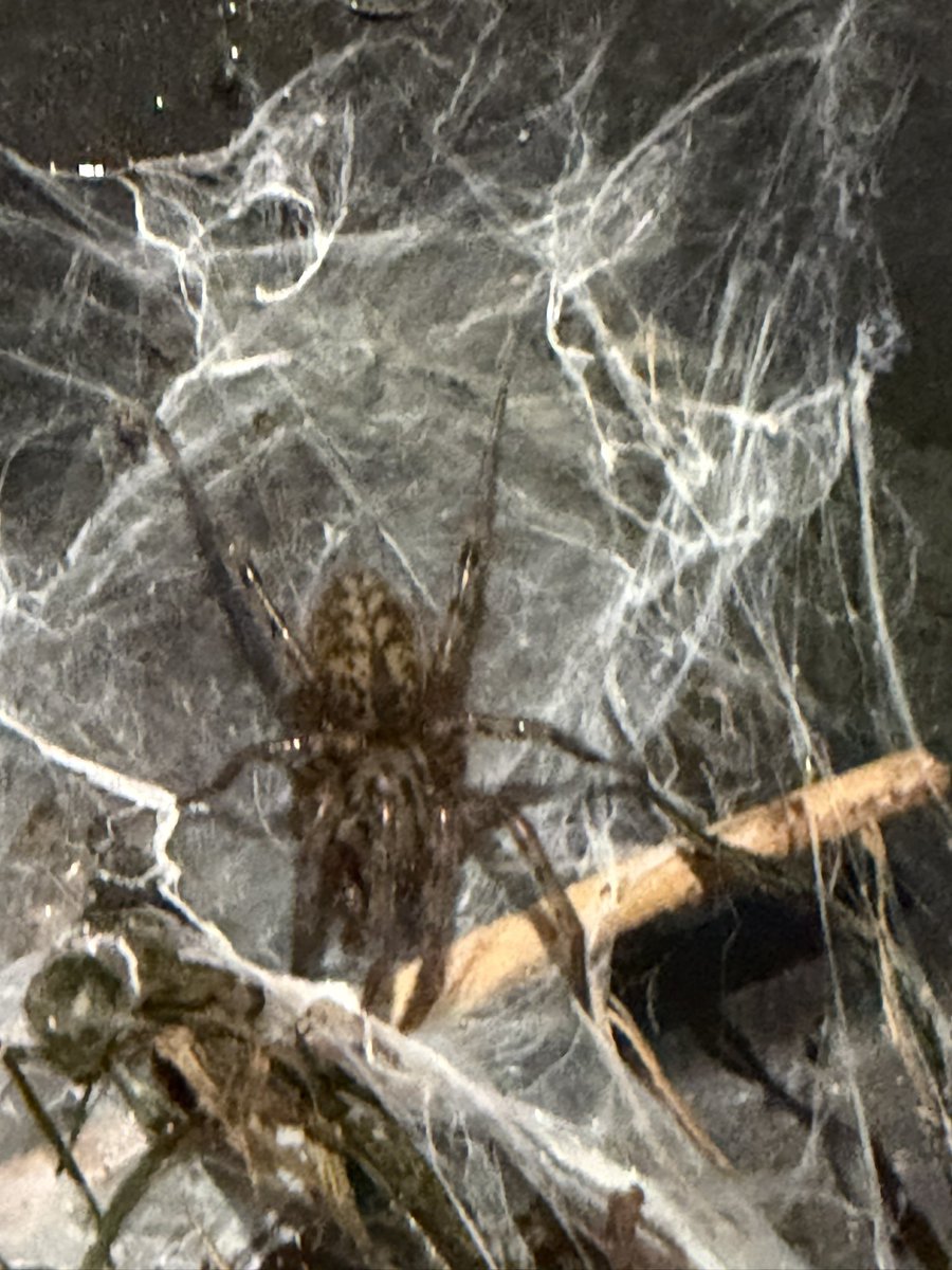 slug_120's tweet photo. So many spiders!!! #spiders #bugtwt https://t.co/53vvlFnaps