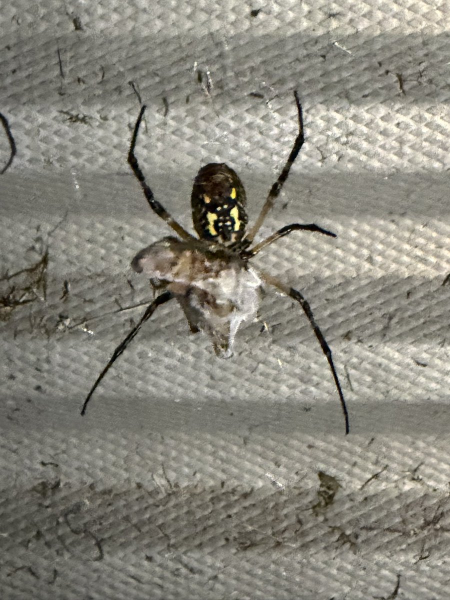 slug_120's tweet photo. So many spiders!!! #spiders #bugtwt https://t.co/53vvlFnaps